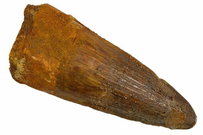 Fossil Spinosaurus Tooth - Real Dinosaur Tooth #324837